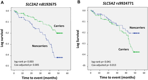 Figure 3. Kaplan–Meier curves depicting cardiovascular event-free survival in patients with diabetic nephropathy carrying the SLC2A2 rs8192675 (A) or SLC5A2 rs9924771 (B) polymorphisms.