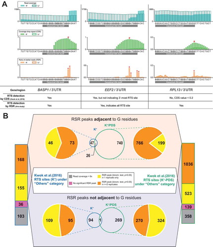 Figure 1. Ratio of stalled reads (RSR) metric improves resolution and specificity for detecting RTS events. (A) Showcases comparing proposed ratio of stalled reads (RSR) metric with coverage drop signal (CDS) metric used to resolve RNA G-quadruplex (rG4)-induced reverse transcriptase stalling (RTS) events. Signal peaks indicated by CDS or RSR metric were annotated with hash (#) or asterisk (*) symbols respectively. → In the 1st showcase at the BASP1 gene, the RTS event associated with the canonical rG4 was detected by both CDS and RSR. While both metrics indicated a signal peak at the 3′ end of the rG4 motif, RSR produced a sharper and narrower peak. → In the 2nd showcase at the EEF2 gene, the RTS event was detected by both CDS and RSR. This rG4 motif exhibited 5 G tracts and utilized either the 4th or 5th G tract as the 3′-most G tract. The RSR metric offered higher resolution and indicated both RTS sites corresponding to the 4th/5th G tract with two separate peaks → In the 3rd showcase at the RPL13 gene, the RTS event was detected by RSR but not CDS owing to low RTS effect strength as nucleotide positions of CDS <0.2 were removed to eliminate low-confidence data points. Compared to CDS, the RSR metric offered better resolution for closely adjacent RTS events or weak RTS events.(B) Re-analysis of previously reported RTS sites under the ‘Others’ category using the RSR metric. RTS sites under the ‘Others’ category are considered false positives and should be minimized in rG4-seq analysis. The proposed scheme rejected most of these RTS sites by criteria of insufficient read coverage (<6x), absence of associated reproducible RSR peaks, or disagreements between rG4-seq (K+) and rG4-seq (K+-PDS) experiments. Meanwhile, 26 ‘Others’ RTS sites met all detection criteria, where some were genuine rG4s incorrectly classified as false positives.