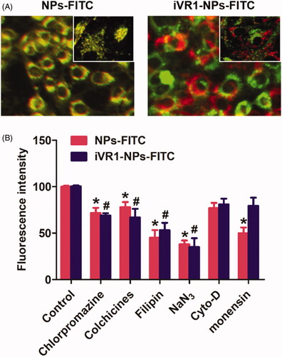 Figure 3. Evaluation of the intracellular nanoparticles distribution and cell uptake mechanisms. (A) Qualitative evaluation of the co-localization of cells with nanoparticles. The green represent nanoparticles and red represents the lysosomes. (B) Cellular uptake of NPs-FITC and iVR1-NPs-FITC in the presence of various endocytosis inhibitors: chlorpromazine (10 mg/ml), colchicines (4 mg/ml), filipin (5 mg/ml), NaN3 (10 mM), cyto-D (10 mg/ml), monensin (200 mM). *p < 0.05 and #p < 0.05 signally different from the control group.