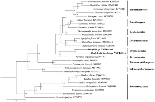 Figure 1. Molecular phylogeny of 27 fungal species based on the Bayesian inference (BI) of concatenated amino acid sequences of 14 mitochondrial protein-coding genes. The 14 mitochondrial protein-coding genes were: nad1, nad2, nad3, nad4, nad4L, nad5, nad6, cox1, cox2, cox3, cob, atp6, atp8, and atp9. The tree was generated using Bayesian inference (BI) and the best mode was LG + G + F. Numerical values along branches represent statistical support based on 1000 randomizations.