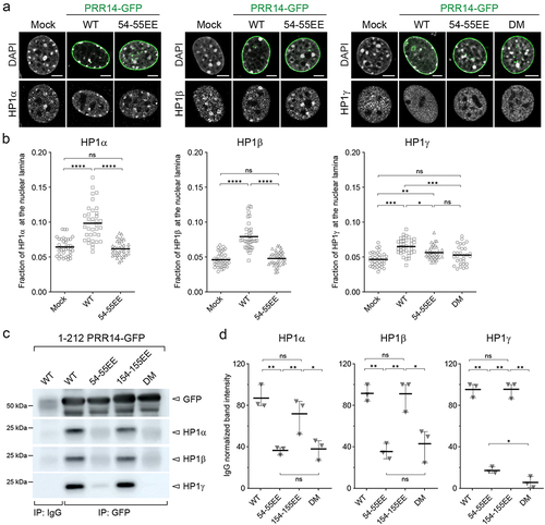 Figure 5. PRR14 tethers chromatin to the nuclear lamina primarily through interactions with HP1α and HP1β. (a) Representative confocal images of murine NIH/3T3 cells mock transformed or expressing GFP-PRR14 WT or mutant constructs (green) and stained for HP1 isoforms (gray) as indicated. DAPI counterstain shown in gray. (b) Dot plots show ratio of indicated HP1 protein signal at the nuclear lamina for murine NIH/3T3 cells expressing GFP-PRR14 WT or mutant constructs as indicated. (c) Lysates of 293 T cells expressing indicated GFP-PRR14 (Citation1–212) constructs were immunoprecipitated (IP) with anti-GFP antibody and analyzed by Western blotting using antibodies against the indicated HP1 isoform. IgG serves as an isotype control for nonspecific antibody interactions. (d) Dot plots show IgG normalized intensities of indicated HP1 signal after immunoprecipitation with anti-GFP antibodies. n = 3 independent immunoprecipitations. Lines on dot plots show average values. Whiskers show range. Lines on dot plots show average values. n ≥ 30 cells per condition. Statistical analysis was performed using ANOVA Kruskal–Wallis test with Dunn’s multiple comparisons for panel B and paired ANOVA test with Geisser-Greenhouse correction for panel D; ****p < 0.0001, ***p < 0.001, **p < 0.01, *p < 0.05, ns: not significant. Scale bars 5 μm.