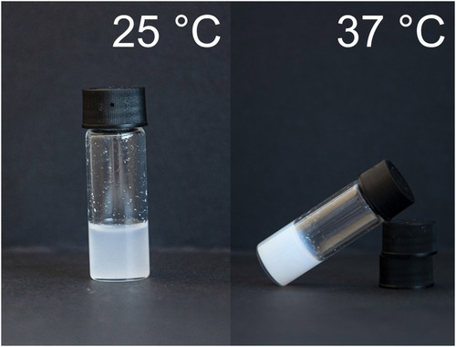 Figure 2 The example thermoresponsive hydrogels obtained from poly(ethylene glycol) (PEG) and cyclic esters.