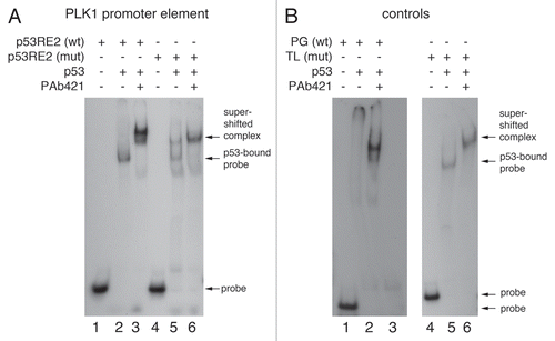 Figure 7 p53 binds directly to the p53RE2 sequence. (A) EMSA was carried out using radiolabeled dsDNA probes corresponding to the p53RE2 sequence (lanes 1–3) and a mutant derivative (lanes 4–6) in which three base pairs were substituted to destroy the p53 binding site consensus: [the sequence GTG CAT GCT T was changed to GTG gAT tgT T (with the changed bases shown in lower case)]. (B) EMSA showing the binding of p53 to the control sequences PG (comprising a canonical p53 responsive element, lanes 1–3) and TL (comprising a sequence unrelated to a canonical p53 binding site, lanes 4–6). These reagents are established tools with which to measure site-specific p53 binding.Citation33