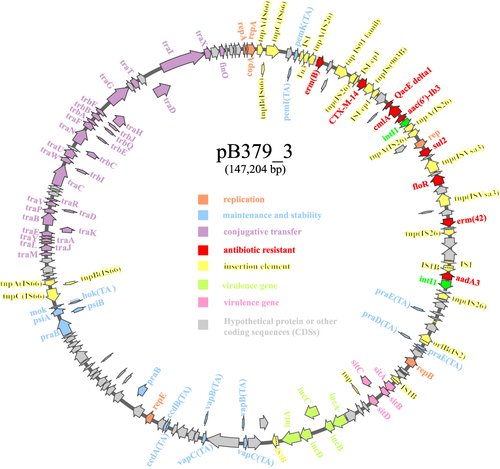 Figure 2 Schematic map of plasmid blaCTX-M-14-carrying plasmid pB379_3. Genes are denoted by arrows, and the function of genes were annotated with different colours.