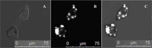 Figure 1 Fluorescent images of cells labeled with QD800 after 6 h. Bright-field (A). QD800 fluorescence image (B). Overlay image (C).