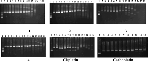 Figure 2.  Electrophoretograms for the BamHI-digested mixtures of pBR322 plasmid DNA after their treatment with various concentrations of complexes 1–4, cisplatin, and carboplatin. Concentrations (in μM) are as follows: (lines 1 and 2) untreated pBR322 plasmid DNA and pBR322 DNA linearized by BamHI, respectively. For complexes 1–4 and cisplatin: (line 3) 0.019; (line 4) 0.039; (line 5) 0.078; (line 6) 0.156; (line 7) 0.312; (line 8) 0.625; (line 9) 1.25; (line 10) 2.5; (line 11) 5; (line 12) 10; (line 13) 20; (line 14) 40; (line 15) 80; (line 16) 160. For carboplatin: (line 3) 0.312; (line 4) 0.625; (line 5) 1.25; (line 6) 2.5; (line 7) 5; (line 8) 10; (line 9) 20; (line 10) 40; (line 11) 80; (line 12) 160. The top, bottom, and middle bands indicate Form I (covalently closed circular), Form II (open circular), and Form III (linear) plasmids, respectively.
