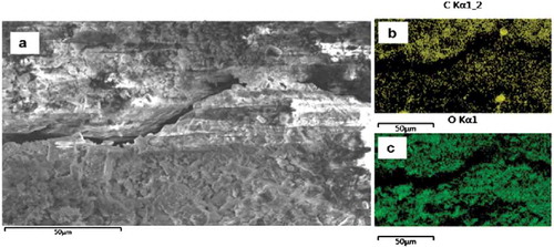 Figure 9. Crack induced in the untreated interface (a) SEM image of the interface soaked in water for 7 days; (b) carbon mapping image; and (c) oxygen mapping image (Amidi & Wang, Citation2016b).