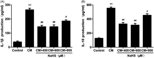 Figure 9. NaHS protects against CM-induced inflammation in NRK-52E cells. CM caused secretion of proinflammatory cytokines IL-1β and IL-18. However, they were attenuated by 400 μM and 600 μM NaHS pretreatment for 0.5 h. Supernatant IL-1β and IL-18 levels were detected by ELISA analysis. Data are presented as mean ± SD (n = 3). **p < 0.01 versus control group. #p < 0.05 versus CM group. ##p < 0.01 versus CM group.