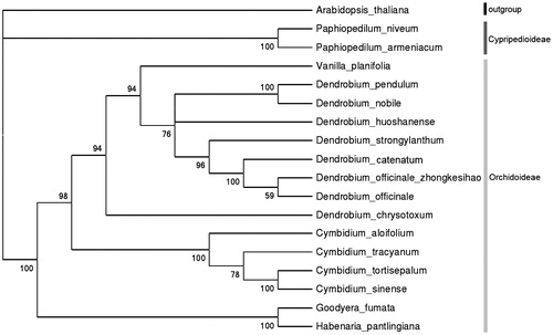 Figure 1. Phylogenetic tree based on neighbour-joining analysis of one outgroup plant and 17 chloroplast genome sequences belonging to Orchidaceae family, which Genbank accession numbers as follows: A. thaliana (NC_000932), Paphiopedilum niveum(KJ524105), P. armeniacum (KJ566307), Vanilla planifolia (KJ566306), D. pendulum (KT695604), D. nobile (KT591465), D. huoshanense (KT630834), D. strongylanthum (KR673323), D. catenatum (KC771275), D. officinale ‘zhong ke IV hao’(KX507360), D. officinale (KJ862886), D. chrysotoxum (KT633996), Cymbidium aloifolium (KC876122), C. tracyanum (KC876127), C. tortisepalum (KC876124), C. sinense (KC876123), Goodyera fumata (KJ501999), Habenaria pantlingiana (KJ524104).