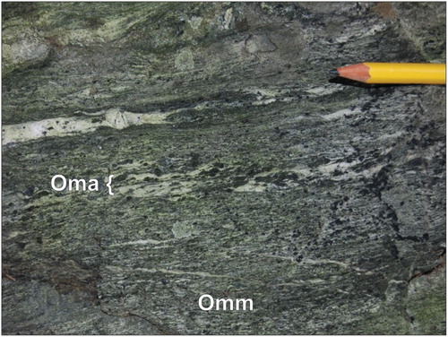 Plate 9. Epidote-amphibole gneiss (Oma) and mylonite (Omm). The Maltby Lakes Complex preserves lozenges of amphibolite facies, prograde mafic gneiss (Oma), and mylonite (Omm). The image above shows the partial replacement of the gneissic actinolite-plagioclase texture by the epidote-actinolitic hornblende mylonite.
