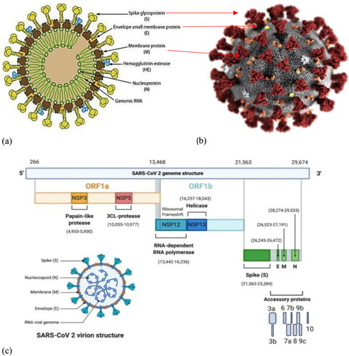 Figure 3. Structure of SARS-CoV-2. (a) 2D anatomical demonstration of SARS-CoV-2 (Mousavizadeh & Ghasemi, Citation2020). (b) 3D structure of SARS-CoV-2 (Sohrabi et al., Citation2020). (c) Positive sense RNA genome of SARS-CoV-2 with two main ORFs. ORF1a codes for two enzymes (Papain like proteases and 3CL-proteases) responsible for the cleavage of polyproteins to activate them and ORF1b codes for other two enzymes (RNA-dependent RNA polymerase and Helicase) which carry out replication. The remaining portion of RNA codes for structurel proteins i.e., spike (S) protein, envelope (E) protein, membrane (M) protein and nucleocapsid (N) protein (Alanagreh, Alzoughool, & Atoum, Citation2020).