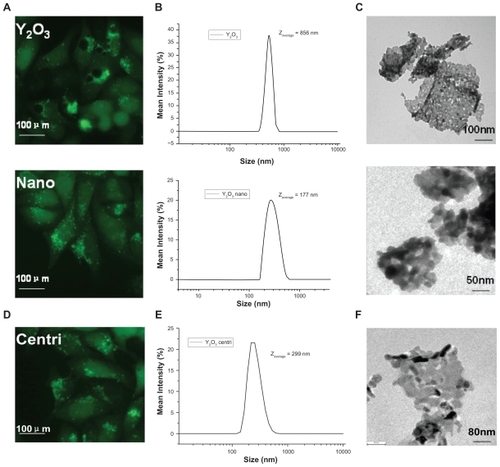 Figure 3 The size-dependent effect of vacuolization induced by Y2O3. A) GFP-LC3/HeLa cell lines treated with Y2O3 nanoparticles no longer contain visible vacuoles. B, C) DLS and TEM picture showed smaller size of nano-Y2O3 powder. D, E, F) The supernatant of Y2O3 after centrifugation at 1600 rpm also showed similar results.