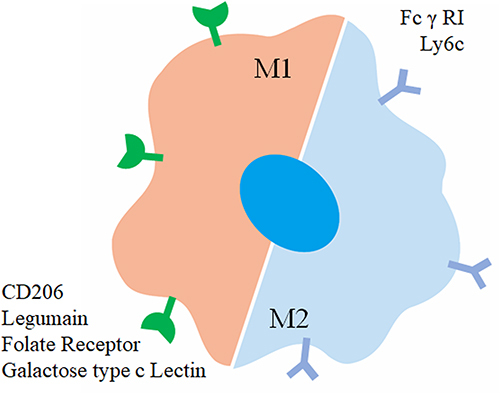 Figure 2 Graphical representation of surface proteins utilized for macrophage targeting.