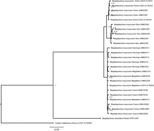 Figure 1. Molecular phylogeny of headstanders Megaleporinus muyscorum and Megaleporinus obtusidens, based on complete mitogenome. Support values at each node are Bayesian posterior probabilities. Branch label include information about sampled basin and tissue availability (JAMO: Pontificia Universidad Javeriana; CZUT-IC-TE: Universidad del Tolima; UNM: Universidad Nacional de Colombia – Medellin; STRI: Smithsonian Tropical Research Institute).