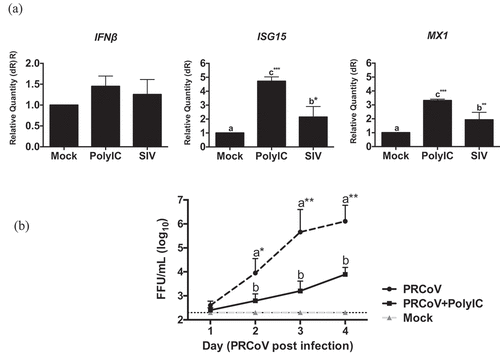 Figure 4. Innate immune response in PTECs after SIV infection and consequence for PRCoV replication. (a) The relative quantity of IFNβ, ISG15, and MX1 genes on PTECs after SIV infection or Poly (I:C) pretreatment. PTECs were infected or Poly (I:C) pretreated for 2 h from the apical surface. At 24 h post-infection, the messenger RNA from each group was used to perform quantitative real-time PCR. IFNβ, Mx1, and ISG15 genes were normalized to β-actin expression. The calculation of 2− ΔΔCT method was normalized to mock-infected groups. (b) Effect of Poly (I:C) on PRCoV. With or without one-day Poly (I:C) pretreatment, PTECs were infected by PRCoV. The results were shown as means ± SEM determined. a, b, c significant differences between groups are indicated with different letters (* p < 0.05, ** p < 0.01 or *** p < 0.001)