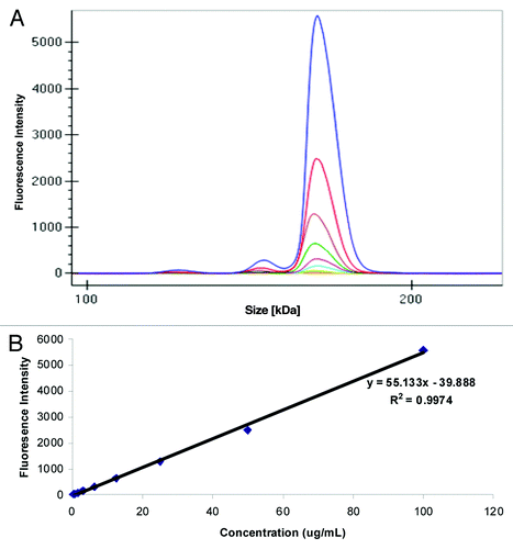 Figure 1. Analysis of fluorescence on GXII: (A) Electropherogram of labeled mAb serially diluted in serum (B) Standard curve obtained after plotting fluorescence intensity vs. concentration (μg/mL) of the labeled monoclonal antibody spiked into rat serum.