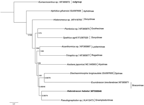 Figure 1. Phylogenetic relationships within Cyclostomes inferred from nucleotide sequences of mitochondrial protein-coding genes, using Bayesian/ML methods.