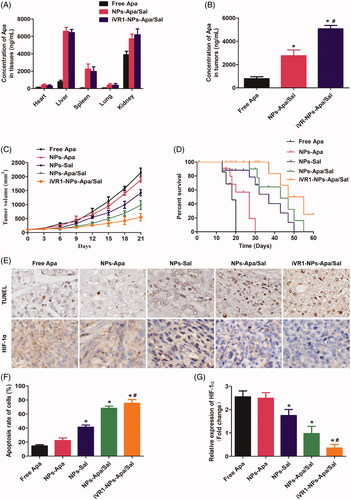 Figure 6. Evaluation of the tumor targeting drug delivery efficacy and anti-tumor effect of iVR1-NPs-Apa/Sal in vivo. (A) Bio-distribution of Apa in primary normal organs, including the heart, liver, spleen, lung, and kidney). (B) Distribution of Apa in tumor tissues of the MKN-45/MDR cancer bearing mice after, respectively, injected by free Apa, NPs-Apa/Sal, and iVR1-NPs-Apa/Sal. (C) Tumor volume changes of the tumor-bearing mice after, respectively, treated with free Apa, NPs-Apa, NPs-Sal, NPs-Apa/Sal, and iVR1-NPs-Apa/Sal. (D) Kaplan − Meier survival curve of the tumor-bearing mice after received with different treatments. (E) TUNEL detection of tumor slides and immunohistochemical analysis of the HIF-1α expression. (F) Quantitative analysis of the cell apoptosis rate in tumor sections after different treatments. (G) Quantitative evaluation of the HIF-1α levels in tumor slide after various treatments. *p < 0.05 signally different from the group of Free Apa. #p < 0.05 signally different from the group of NPs-Apa/Sal.