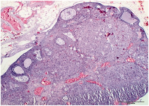 Figure 2. Ovarian morphology of the rats from the control group. H&E staining, ×500 mcm.