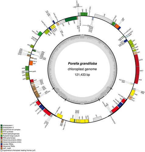 Figure 2. The circular map of the chloroplast genome of Porella grandiloba generated using OGDRAW (Greiner et al. Citation2019). the large single-copy (LSC) and small single-copy (SSC) are separated by inverted repeat (IRs; IRA and IRB). the genes inside the circular map are transcribed clockwise and outside are transcribed counterclockwise. The genes with related functions are shown in the same color. Built-in gray histogram represents the GC content of the genome and the gray line in the Middle represents the threshold of 50%.