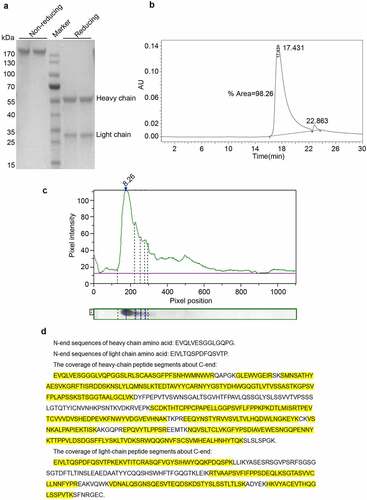 Figure 2. Purity, isoelectric point, and protein sequence analysis of Haidalimumab. (a) reducing SDS-PAGE showed the heavy- and light-chains of the antibody with molecular weights of about 55 and 28 kDa, respectively. Non-reducing SDS-PAGE showed one band at about 180 kDa. (b) the purity of Haidalimumab determined by high-performance liquid chromatography was 98.26%. (c) the isoelectric point of Haidalimumab was about 8.26. (d) protein sequence analysis of Haidalimumab. Amino acid sequences of the N-terminal end of the heavy-chain and the light-chain were EVQLVESGGLGQPG and EIVLTQSPDFQSVTP respectively, which were also consistent with the expected sequence. The coverage of heavy-chain peptide segments toward the C-terminal end had a total of 450 amino acids, 347 amino acids (yellow highlight) were identified, accounting for 77.11% of the total amino acid sequence. The light-chain had a total of 214 amino acids, of which 133 (yellow highlight) were identified, accounting for 62.15% of the total amino acid sequence