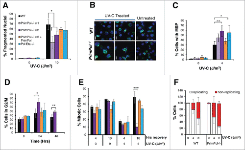 Figure 2. UV-C damage causes extended G2 arrest in PrimPol−/− cells leading to decreased cell death but increased aberrant mitotic division. (A) Cells were stained with DAPI and normal nuclei populations were compared for the percentage of fragmented nuclei 16 hrs after UV-C damage, n ≥ 3 independent experiments and error bars represent standard deviation. (B) Cells were also co-stained with α-tubulin to identify mitotic cells with multipolar spindles, example images (16 hrs after 2 J/m2 UV-C) (scale bar 10 µM). Quantification (16 hrs after 4 J/m2 UV-C) is shown in (C). (D) Cells were analyzed by FACS after propidium iodide staining at increasing recovery time-points after 4 J/m2 UV-C damage, average G2/M population is shown from 3 independent experiments. (E) Mitotic entry was analyzed by p-H3 staining during a 4 hr nocodozole treatment, 0 or 16 hrs after 0 or 4 J/m2 UV-C damage. (F) Cells unable to undergo replication during a 16 hr EdU labeling were counted after 0 or 4 J/m2 UV-C followed by a 24 hr recovery period, representative images shown in Figure S2C. In all cases error bars represent standard deviation and significance was measured using an unpaired students T-test (* p < 0.05, ** p < 0.01, ***p,0.001).