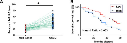 Figure 1 Upregulation of NR4A1AS predicted poor survival rate of OSCC patients. Expression of NR4A1AS in tumor samples and non-dysplastic samples from the 62 OSCC patients was analyzed by performing RT-qPCR experiments. PCR reactions were repeated 3 times and mean values were compared by paired t test (A). *p < 0.05. The 62 patients with OSCC were grouped into high and low NR4A1AS level groups (n = 31, respectively) with the median expression level of NR4A1AS as cutoff value. Survival curves were plotted and compared by Log rank test (B). OSCC patients with higher expression levels of NR4A1AS had a lower survival rate.