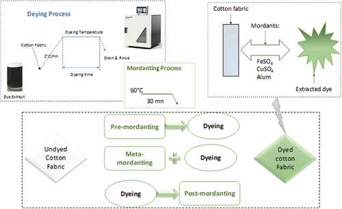 Figure 1. Dyeing process of pre-mordanted, meta-mordanted, post-mordanted, and non-mordanted cotton fabric with Corchorus olitorius dye extract and schematic representation of the dye interaction with the fabric.