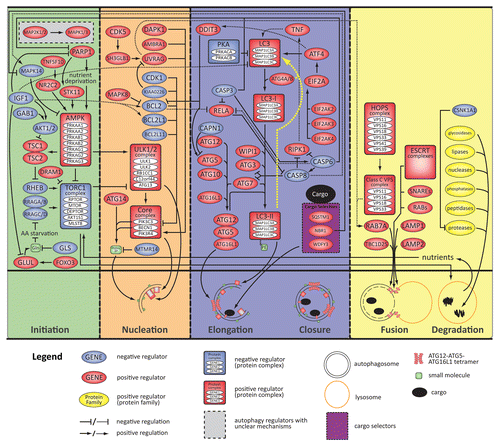 Figure 3. A molecular schematic of the autophagy process based on the information in this census. The top panel shows specific entities (genes, proteins, complexes, and small molecules) associated with the process and, to the extent possible, their specific roles. The middle panel shows a schematic timeline of the 4 stages of macroautophagy from initiation through degradation (colored sections separated by vertical dashed lines). The 3 small molecules depicted are glutamine (Gln), phosphatidylinositol 3-phosphate (PtdIns3P), and phosphatidylethanolamine (PE). Three established cargo selectors include SQSTM1/p62, NBR1, and WDFY3/ALFY. The yellow dotted line in the elongation/closure stage indicates recycling of PE and LC3 by ATG4 following degradation.