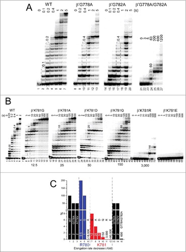 Figure 6. Transcriptional activities of hinge mutants. (A) Combinatorial effects of G778 and G782 hinge mutants. (B) K781 substitutions. (C) Estimated relative transcription rates (fold reduction relative to wild-type RNAP).