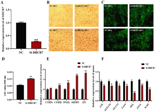 Figure 4. The effect of DHCR7 interference on goat subcutaneous adipocyte differentiation. (A) The interference efficiency of DHCR7 in goat subcutaneous preadipocytes in NC and Si-DHCR7 groups 48 h post transfection (n = 6), UXT was the internal reference gene to normalize the expression levels. (B) Representative images (200×; scale bar = 50 μm; 400×; scale bar = 20 μm) of oil red O staining of goat subcutaneous preadipocytes. (C) Representative images (200×; scale bar = 50 μm; 400×; scale bar = 20 μm) of mature adipocytes stained with Bodipy. (D) Semi-quantitative assessment of oil red O content absorbance detected at 490 nm in NC and Si-DHCR7 groups 48 h post transfection (n = 6). (E) The mRNA level of the adipocyte differentiation marker genes in NC and OE-DHCR7 groups 48 h post transfection (n = 6), UXT was the internal reference gene to normalize the expression levels. (F) Triglyceride metabolism enzymes in the NC and Si-DHCR7 groups 48 h post transfection (n = 6), UXT was the internal reference gene to normalize the expression levels. Data were shown as means ± SEM. *Indicates p values <0.05, **indicates p values <0.01.