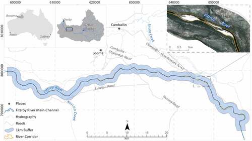 Figure 1. Location of the study area in the Fitzroy River, Kimberley, Western Australia. The study area is represented by the light blue polygon and the inset dashed box on the right shows an example of the Fitzroy River corridor and the surrounding 1 km buffer that was used as a polygon to clip images for analysis.