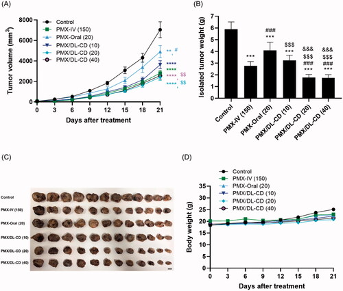 Figure 2. Efficacy of in vivo tumor-growth inhibitory effects of PMX in LLC tumor-bearing mice after intravenous injection of 150 mg/kg PMX: PMX-IV (150) once every three weeks, and once-a-day oral administration of aqueous solution of 20 mg/kg PMX: PMX-Oral (20) or PMX/DL(1:1)-CD as 10, 20, and 40 mg/kg PMX: PMX/DL-CD (10), PMX/DL-CD (20), and PMX/DL-CD (40), respectively, for 21 days. (A) Tumor growth inhibition in each group. (B) Excised tumor weights in LLC tumor-bearing mice. (C) Excised tumor tissues from each group on day 21. Scale bar: 10 mm. (D) Body-weight changes during treatment. All values are means ± SEMs (n = 12 for each group). **p < .01, ***p < .001, and ****p < .0001 compared to untreated controls; #p < .05, and ###p < .001 compared to the PMX-IV (150) group; $$p < .01, and $$$p < .001 compared to the PMX-Oral (20) group; &&&p < .001 compared to the PMX/DL-CD (10) group.