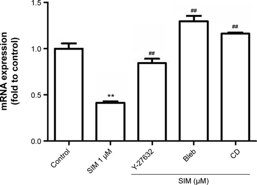 Figure S3 RhoA-signaling blockers restored simvastatin-inhibited PPARγ mRNA levels in D1 cells.Notes: RhoA-signaling blockers significantly restored simvastatin-inhibited PPARγ gene expression 12 hours after treatment. **P<0.01 vs control; ##P<0.01 vs SIM (1 µM).Abbreviations: SIM, simvastatin; Bleb, blebbistatin; CD, cytochalasin D; PPARγ, peroxisome proliferator-activated receptor gamma.