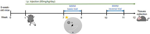 Figure 1 Schematic diagram of treatment and behavioral experiments. MG solution (60 mg/kg/day) or corresponding volume of sham control were administrated into the mice daily through ip injection. After 6 weeks treatment, the MWM basic trial was conducted. And after 9 weeks treatment, the reverse trial was conducted. Hippocampi were dissected out and homogenized using various reagents for further analysis at week 12.