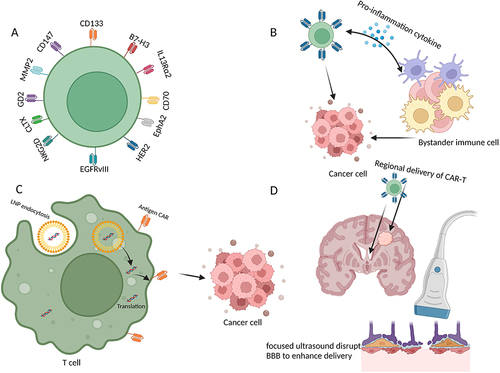 Figure 2 Strategies to enhance CAR-T cell function in GBM. (A) Novel target antigens for CAR-T design in GBM; (B) Taking advantage of bystander immune cells to enhance antitumor activities; (C) Multifunctional mRNA-based CAR-T cells; (D) Regional delivery of CAR-T cells and the use of focused ultrasound could influence immune cell activation and CAR-T delivery.
