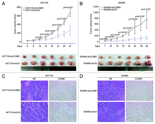 Figure 3. Downregulation of CCNB1 suppresses tumorigenicity of colorectal cancer cells in vivo. (A and B) Tumor xenograft model. The HCT116-shCCNB1, HCT116-shCtrl, SW480-shCCNB1 and SW480-shCtrl cells were injected into the left-side axilla of nude mice (n = 6/each group). Data points are presented as the mean ± SD tumor volume. (C and D) Histopathology of xenograft tumors. The tumor sections were under H&E staining and IHC staining using antibody against CCNB1. Data were presented as mean ± SD (n = 6).