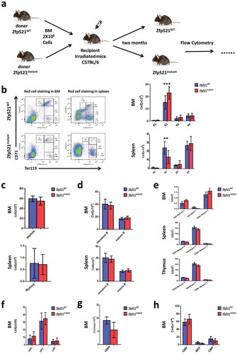 Figure 6. Erythroid hematopoietic recovery of transplanted mice was affected by Zfp521 SUMOylation. (a) The diagram for the experimental design. (b) Flow cytometric analysis and absolute number of different development stages of erythrocytes in BM and spleen of 8-week old recipient mice after transplantation BM cells from Zfp521mutant mice and Zfp521WT mice. (c and d) Absolute number of myeloid cells (c) and B cells (d) in BM and spleen of 8-week old recipient mice after transplantation BM cells from Zfp521mutant mice and Zfp521WT mice. (e) Absolute number of T cells in the BM, spleen, and thymus of 8-week old recipient mice after transplantation BM cells from Zfp521mutant mice and Zfp521WT mice. (f-h) Absolute number of HPC, LSK and HSC cells (f), LMPP cells (g), and CMP, GMP and MEP cells (h) in BM of 8-week old recipient mice after transplantation BM cells from Zfp521mutant mice and Zfp521WT mice. Data were from three independent experiments (n = 3, per experiment) and present as mean ± SD. (***p < 0.001).