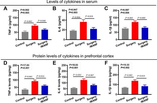 Figure 6 Recombinant human MANF protein inhibited surgery induced inflammatory response in mice. Levels of (A) TNF-α, (B) IL-6, and (C) IL-1β in serum were detected by ELISA assay. Protein levels of (D) TNF-α, (E) IL-6, and (F) IL-1β in pre-cortex of mice were measured using ELISA kits. Data are presented as the mean ±SEM, n=6 per group.