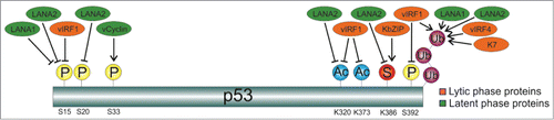 Figure 3. Regulation of p53-posttranslational modifications by KSHV proteins. While latent protein vCyclin induces phosphorylation of p53 at S33,Citation22 both latent proteins LANA1 and LANA2 inhibit phosphorylation of p53 at S15Citation3,23 and promote p53 ubiquitylation.Citation3,24 In addition, LANA2 also inhibits phosphorylation of p53 at S20,Citation3 acetylation of p53 at K320Citation3 and SUMO-2 modification of p53 (this report). The lytic protein vIRF1 inhibits phosphorylation of p53 at S15 and S392,Citation25 acetylation at K320 and K373 Citation25 and promotes p53 ubiquitylationCitation26; vIRF4 and K7 also induce p53 ubiquitylation,Citation7,27 and KbZIP induces SUMO2 conjugation of p53.Citation28