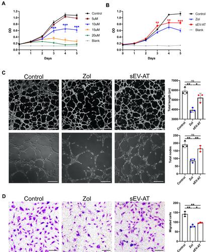 Figure 5 Effects of sEV-AT and Zol on HUVECs. (A) Effects of Zol at different concentration on HUVECs proliferation (***p < 0.001). (B) Proliferation curves of HUVECs in each group (Control: ECM; Zol: ECM+Zol; sEV-AT: ECM+Zol+sEV-AT) (**p<0.01, ***p<0.001). (C) Representative tube-like structures of HUVECs in each group. Scale bar=200 µm (upper), scale bar=500µm (lower). Total length and total nodes of all tubing per field of view from three individual experiments (ns: P>0.05, *p<0.05, **p<0.01). (D) Representative microscope images of migrated HUVECs in each group. Scale bar=100µm. Migrated cells per field of view from three individual experiments (*p<0.05, **p<0.01).