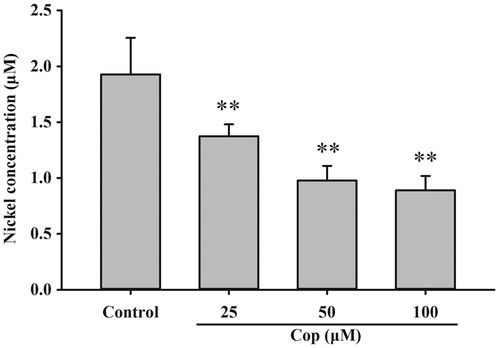 Figure 13. Coptisine (Cop) inhibits nickel ion transfer from UreG dimers. UreG dimer (2.5 μM) was mixed with different concentrations of coptisine (25, 50, and 100 μM) and DMSO (control). Results are shown as means ± SD of triplicate tests. **p < 0.01 compared to the control group.