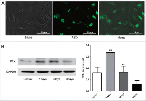 Figure 2. P2X7 receptors expressed in rat spleen-derived EPCs. (A) The P2X7 receptors located in the cytoplasm of EPCs. Scale bar: 25 μm. (B) The protein expression of P2X7 receptors in EPCs with different cultured time. Bars represent mean ± SD of the quantitated bands independently obtained in triplicate.##P < 0.01 vs. 5 days or 3 days. **P < 0.01 vs. 3 days.