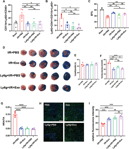 Figure 6 Systemic depletion of neutrophils reduced the efficacy of MSC-Exo treatment after I/R injury. (A and B) Flow cytometry statistical analysis of CD45+CD11b+Ly6G+ neutrophils (A) and Ly6G+CD11b+CD41+ neutrophil-platelet complex (B) in the heart from mice sacrificed 3 days after injection of either MSC-Exo or PBS with (n=4) or without (n=5) neutrophil depletion prior to myocardial I/R injury or in Sham group (n=4). (C) Echocardiography measurements of cardiac functions of mice at 3 days after I/R (n=4). (D) Images illustrate representative sections of Evan’s blue and TTC double-stained hearts from mice 3 days after I/R. (E and F) Quantitative analysis of the ratio of AAR (E)and infarct area of hearts (F) (n=4). (G) Statistical comparisons of the ratio of the no-reflow area (NR) to the total heart section area (TA) by thioflavin S staining (n=4). (H) Representative FITC-dextran (green) angiographic micrographs in murine heart 3 days after I/R injury. (I) Quantification of fluorescence intensity in (H) (n=4). In panels (A–C, E–G and I), *P<0.05; **P<0.01; ***P<0.001; ****P < 0.0001; ns, not significant (one-way ANOVA with Bonferroni correction).