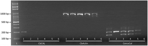Fig. 2 Comparison of the specificity of three PCR assays reported to amplify DNA of Cercospora beticola. Each assay was performed with DNA of (1) C. beticola, (2) C. apii, (3) C. cf. flagellaris, (4) C. chenopodii, and (5) C. zebrina, including (6) a no template control. A DNA ladder (L) was included for fragment size comparison. Primer pair CbCAL (designed in the current study) is reported to amplify a 199 base pair (bp) fragment, primer pair CbActin a 959 bp fragment (Lartey et al. Citation2003), and the three primer CercoCal assay a 234 bp fragment specific for the Cercospora genus, and a 176 bp fragment specific for C. beticola (Groenewald et al. Citation2005).
