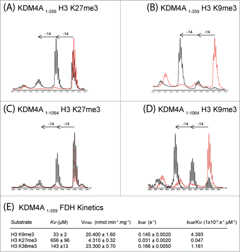 Figure 3. KDM4A catalyzes demethylation of histone fragment peptides methylated at H3K27. MALDI-TOF spectra of KDM4A (1–359) catalyzed demethylation of (A) H3K27me3 peptide (Biotin-Ahx(aminohexanoic acid)-KAPRKQLATKAARKme3SAPATGG), (B) H3K9me3 peptide (Biotin-Ahx-ARTKQTARKme3STGGKAPRKQLA). MALDI-TOF spectra of full-length KDM4A (1–1064) catalyzed demethylation of (C) H3K27me3 peptide (KAPRKQLATKAARKme3SAPATGG) and (D) H3K9me3 peptide (Biotin-Ahx-ARTKQTARKme3STGGKAPRKQLA). FLAG-tagged full-length KDM4A (1–1064) was produced in HEK293T cells and purified from cell lysates using anti-FLAG beads prior to reaction with the histone peptide. MALDI-TOF spectra of reactions with (standard conditions, black) and without added enzyme (red) for (A)–(D) are shown. (E) Kinetic parameters determined for KDM4A (1–359) catalyzed demethylation of Nϵ-trimethylated H3K9, H3K27 and H3K36 fragment peptides using FDH assay (Figure S16).