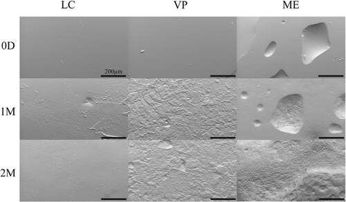 Figure 3. Representative SEM images of APGD samples after implantation in a subcutaneous mouse model. Scale bar = 200 µm.