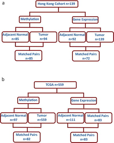 Figure 1. Number of samples analysed from Asian women in the Hong Kong study (HK) and Caucasian women The Cancer Genome Atlas (TCGA) with available methylation and gene expression data