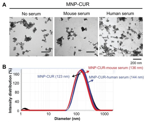 Figure 3 Curcumin-loaded magnetic nanoparticle formulation particle size is not influenced by human and mouse serum protein adsorption. (A) Curcumin-loaded magnetic nanoparticle formulation particles morphology viewed under transmission electron microscope before and after incubation with human and mouse serum. (B) Particle size of curcumin-loaded magnetic nanoparticle formulation before and after incubation with human and mouse serum.Abbreviation: MNP-CUR, curcumin-loaded magnetic nanoparticle formulation.