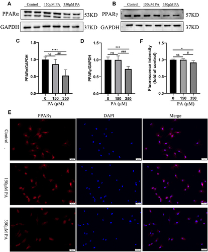 Figure 4 PPARα and PPARγ were down-regulated in the PA-stimulated cardiomyocytes. (A and B) The protein levels of PPARα and PPARγ in cardiomyocytes stimulated with various concentrations of PA (0, 150, 350 μM) for 24 h. The protein expression of GAPDH was used as standard. (C and D) Quantified protein levels of PPARα and PPARγ in cardiomyocytes (measured by Fusion). (E) Immunofluorescence of PPARγ (red) and DAPI (blue) in cardiomyocytes (Scale bars = 50 μm). (F) Quantified fluorescence intensity of PPARγ in cardiomyocytes (measured by Image J). *P < 0.05, ***P < 0.001, ****P < 0.0001 vs the control or 0 μM PA, #P < 0.05, ##P < 0.01, ###P < 0.001 vs the 150μM PA.